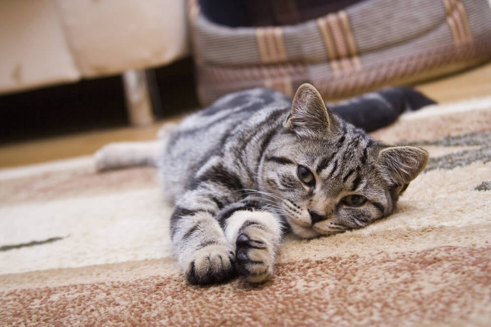 How To Clean Cat Urine In 6 Steps